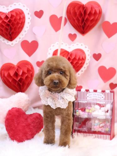 20240228きなこちゃん